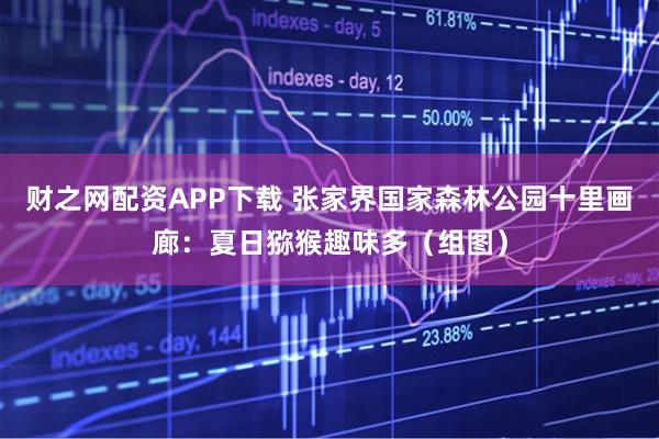 财之网配资APP下载 张家界国家森林公园十里画廊：夏日猕猴趣味多（组图）